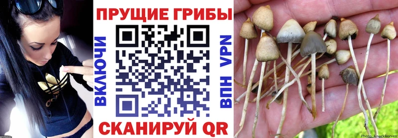 Галлюциногенные грибы MAGIC MUSHROOMS  Светлогорск 